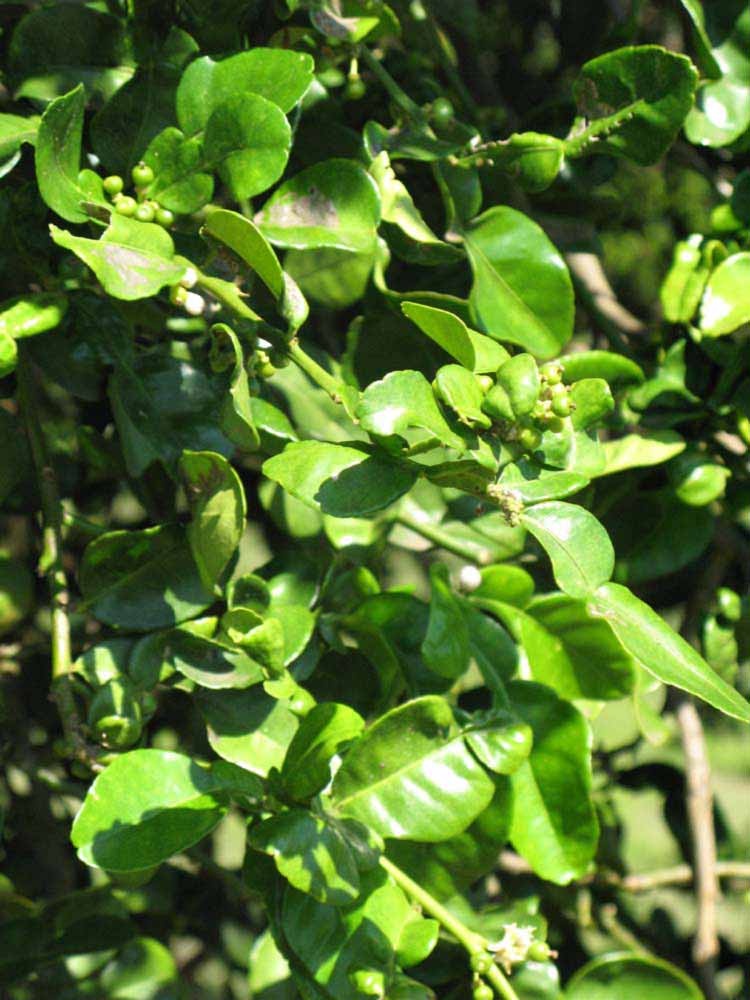                 Sun leaves (Kaffir, Winter Haven, FL)       